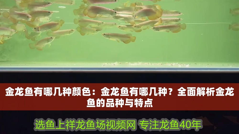 金龍魚有哪幾種顏色：金龍魚有哪幾種？全面解析金龍魚的品種與特點