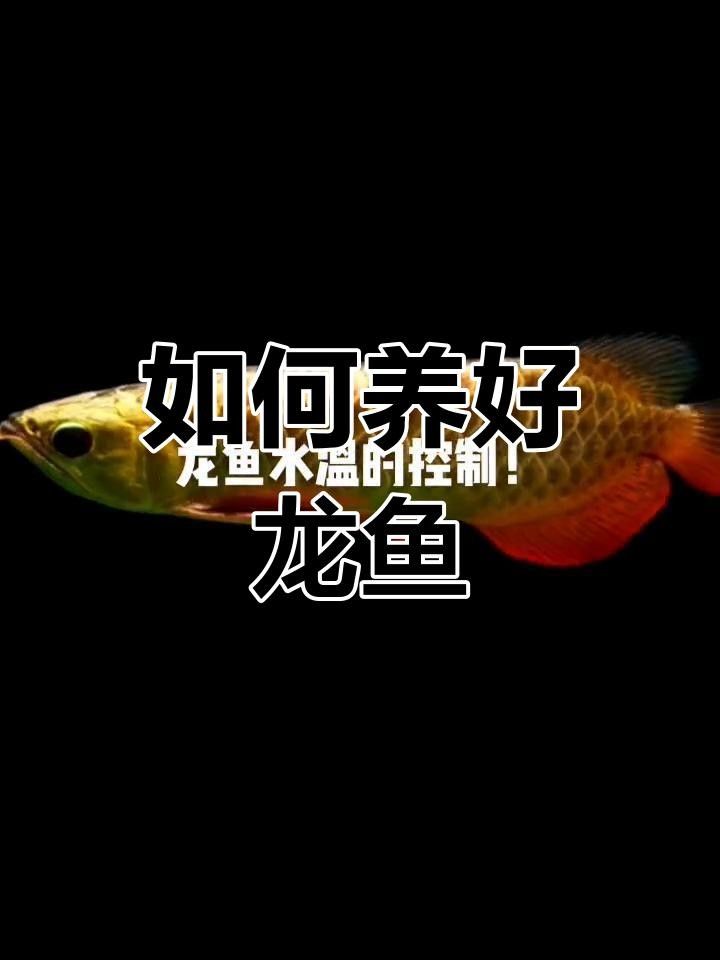 龍魚對(duì)溫度波動(dòng)敏感嗎？