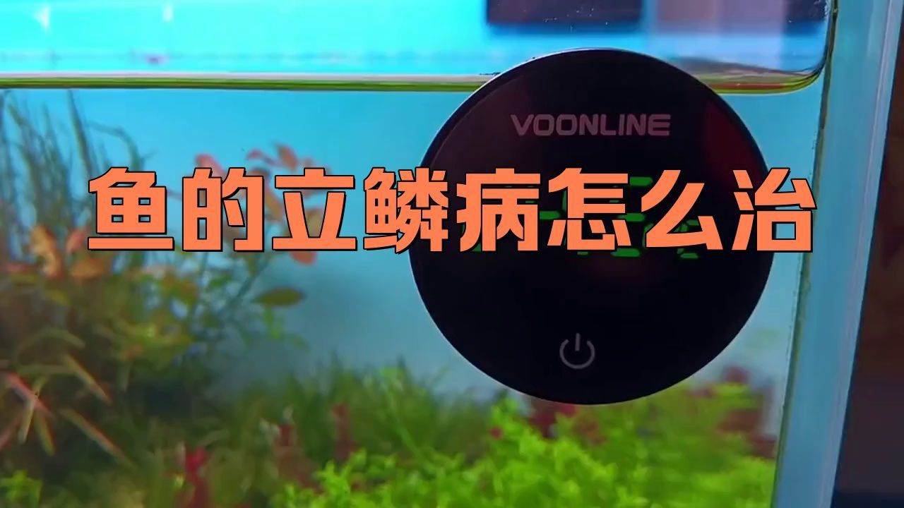 紅龍魚立鱗病能自愈嗎？