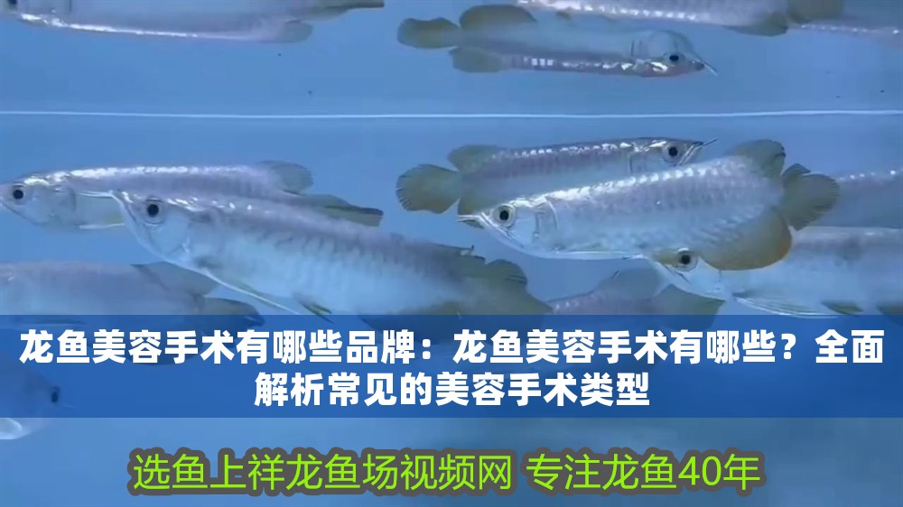 龍魚美容手術(shù)有哪些品牌：龍魚美容手術(shù)有哪些？全面解析常見的美容手術(shù)類型