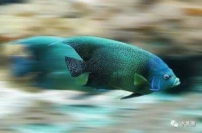 龍魚美容手術(shù)有哪些品牌：龍魚美容手術(shù)有哪些？全面解析常見的美容手術(shù)類型