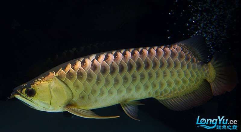 金龍魚什么時候換黑背景 金龍魚什么時候換黑背景 龍魚百科 第8張