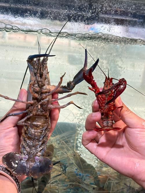 藍(lán)龍魚吃什么魚食比較好