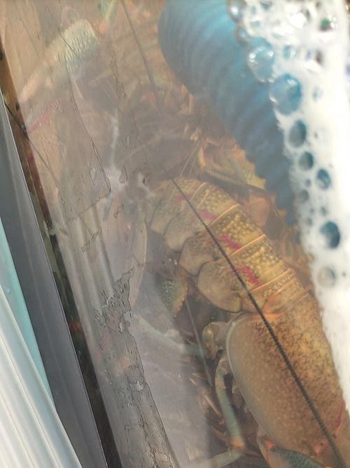 藍(lán)龍魚吃什么魚食比較好