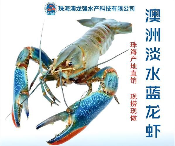 藍(lán)龍魚吃什么魚食比較好