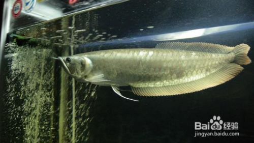 龍魚缸買什么牌子的好：備受推崇的龍魚缸品牌及其特點
