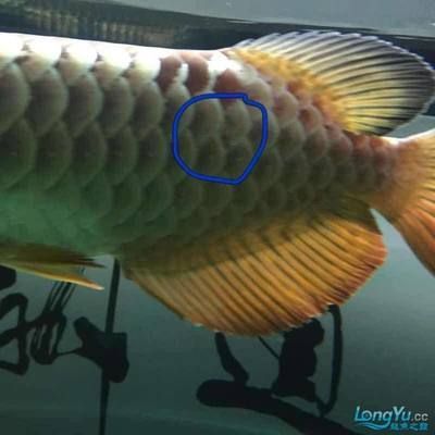 龍魚鱗片掉了怎么辦，飼養者需要采取適當的措施：龍魚的鱗片掉了怎么辦