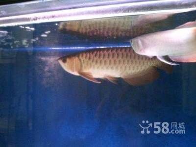 龍魚轉讓喜歡聯(lián)系：關于龍魚轉讓的信息