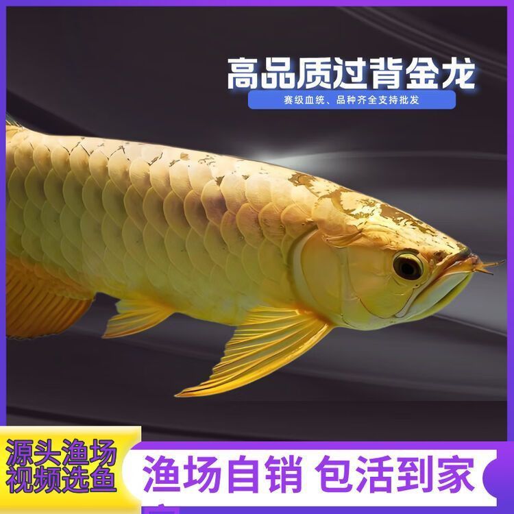 金龍魚金頭價格如何