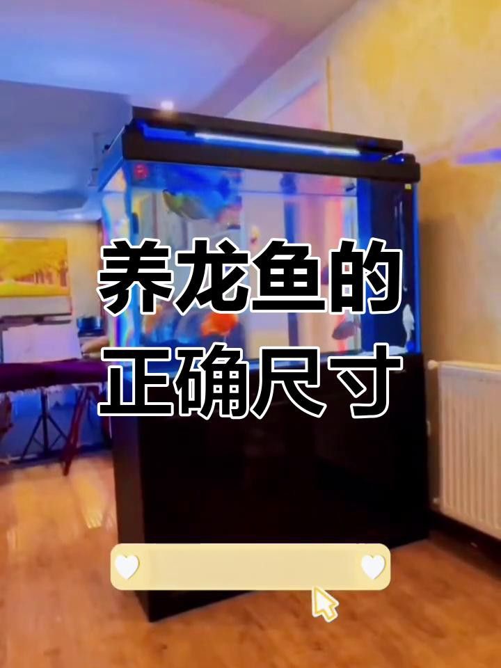 白金龍魚需要多大的魚缸