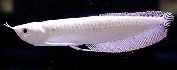 還有哪些龍魚品種價格較高？