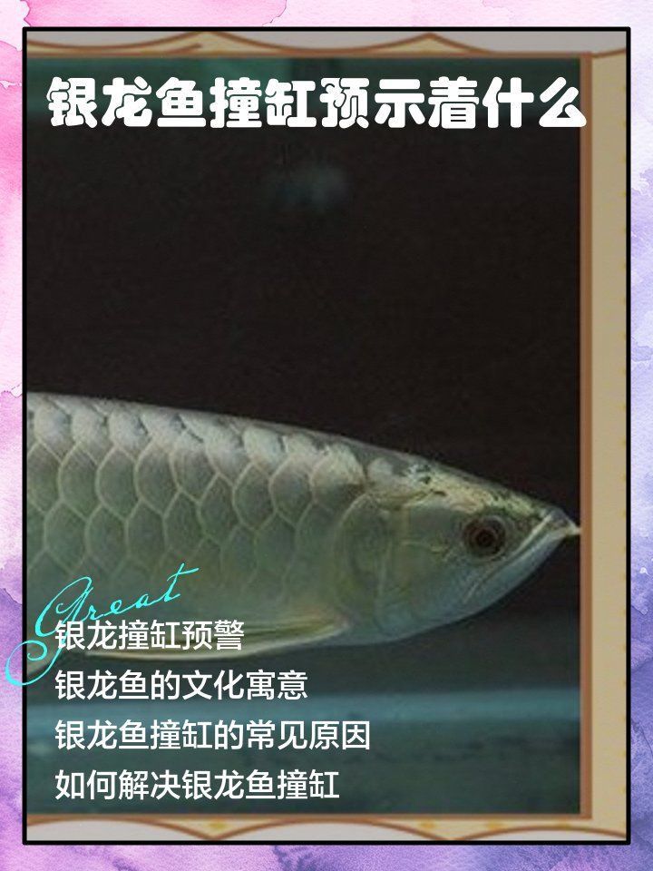 龍魚撞缸了是好事還是壞事 龍魚撞缸了是好事還是壞事 龍魚百科 第1張