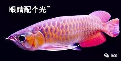 龍魚下顎兩側的豎紋（龍魚下顎兩側的豎紋對于龍魚來說是非常重要的結構）