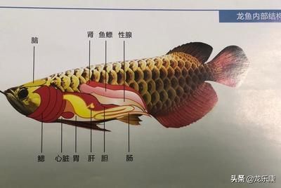 龍魚下顎兩側的豎紋（龍魚下顎兩側的豎紋對于龍魚來說是非常重要的結構）