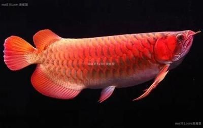 龍魚下顎兩側的豎紋（龍魚下顎兩側的豎紋對于龍魚來說是非常重要的結構）