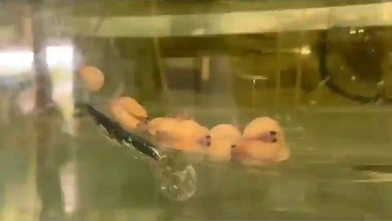 祥龍漁場的龍魚怎樣釣的視頻 祥龍漁場的龍魚怎樣釣的視頻 龍魚百科 第1張
