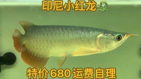 祥龍漁場的龍魚怎樣釣的視頻 祥龍漁場的龍魚怎樣釣的視頻 龍魚百科 第5張