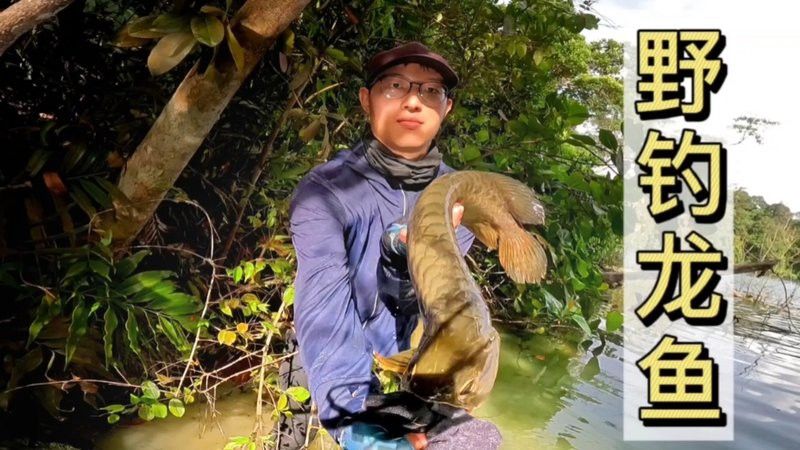 祥龍漁場的龍魚怎樣釣的視頻 祥龍漁場的龍魚怎樣釣的視頻 龍魚百科 第4張