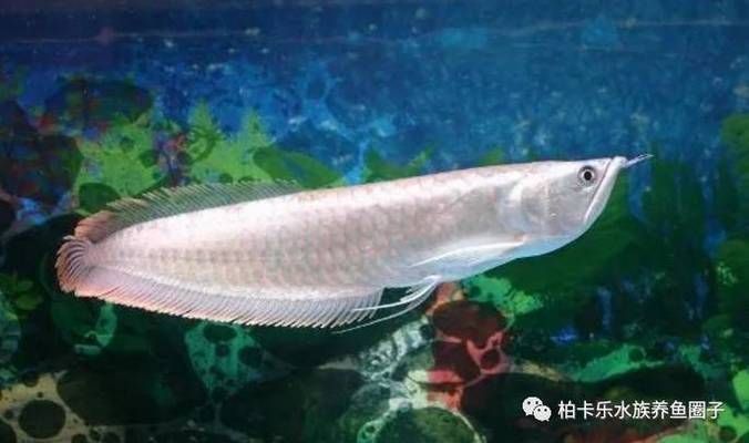 金龍魚(yú)眼睛朦朧：金龍魚(yú)的眼睛朦朧的處理方法