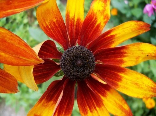 金龍魚用白色做背景如何調(diào)色（金龍魚燈光顏色選擇） 金龍魚用白色做背景如何調(diào)色（金龍魚燈光顏色選擇） 龍魚百科 第1張