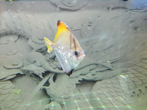 黃鰭鯧和龍魚混養視頻大全圖片 黃鰭鯧和龍魚混養視頻大全圖片 龍魚百科 第9張