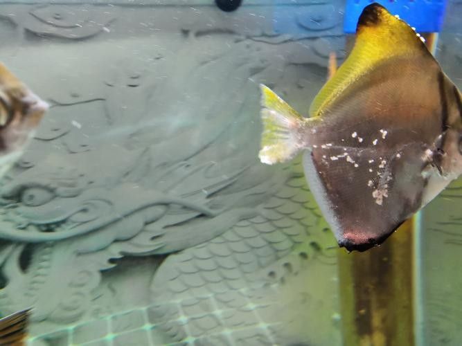 黃鰭鯧和龍魚混養視頻大全圖片 黃鰭鯧和龍魚混養視頻大全圖片 龍魚百科 第10張