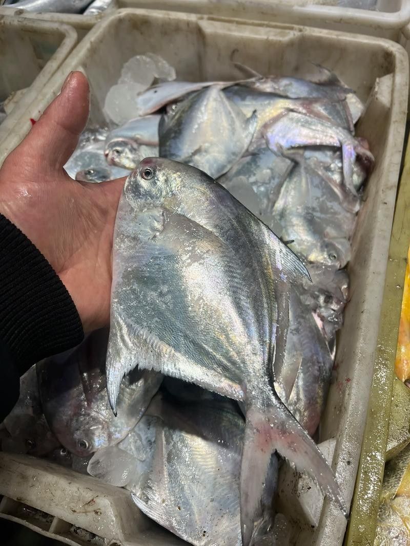 黃鰭鯧和龍魚混養視頻大全圖片 黃鰭鯧和龍魚混養視頻大全圖片 龍魚百科 第20張
