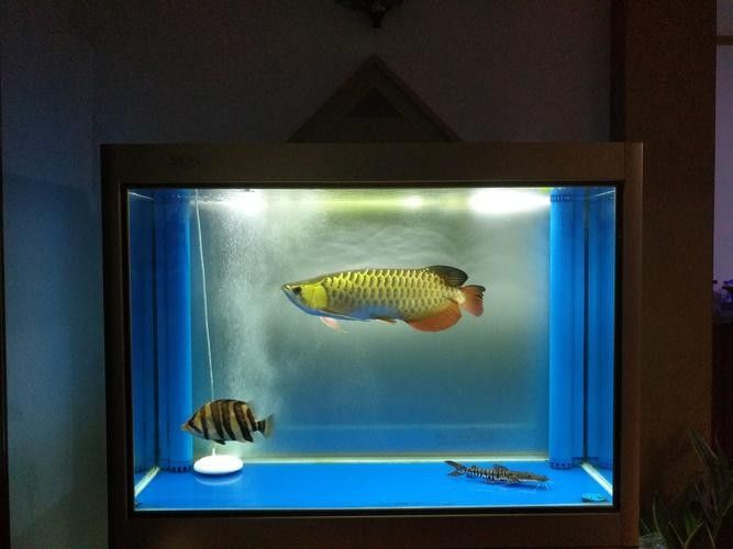 黃鰭鯧和龍魚混養視頻大全圖片 黃鰭鯧和龍魚混養視頻大全圖片 龍魚百科 第18張