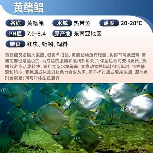 黃鰭鯧和龍魚混養視頻大全圖片 黃鰭鯧和龍魚混養視頻大全圖片 龍魚百科 第19張