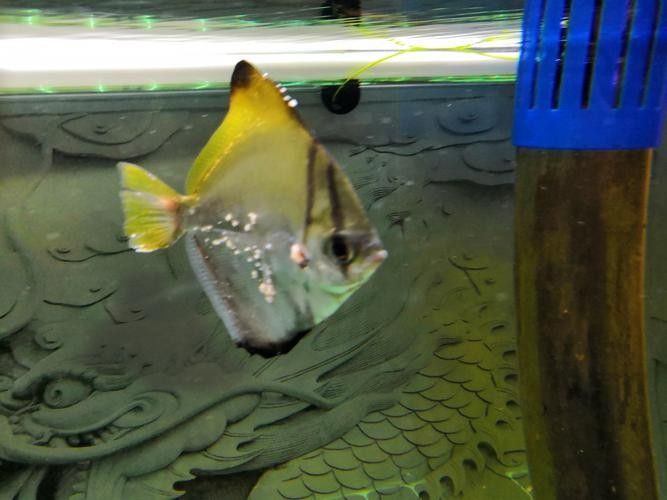 黃鰭鯧和龍魚混養視頻大全圖片 黃鰭鯧和龍魚混養視頻大全圖片 龍魚百科 第12張