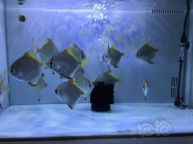 黃鰭鯧和龍魚混養視頻大全圖片 黃鰭鯧和龍魚混養視頻大全圖片 龍魚百科 第11張