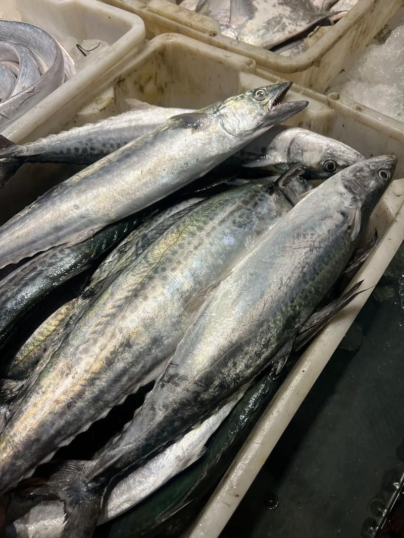 黃鰭鯧和龍魚混養視頻大全圖片 黃鰭鯧和龍魚混養視頻大全圖片 龍魚百科 第21張