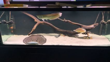 銀龍魚是底層魚嗎（銀龍魚不是底層魚而是中上層魚，而是中上層魚） 銀龍魚是底層魚嗎（銀龍魚不是底層魚而是中上層魚，而是中上層魚） 龍魚百科 第2張