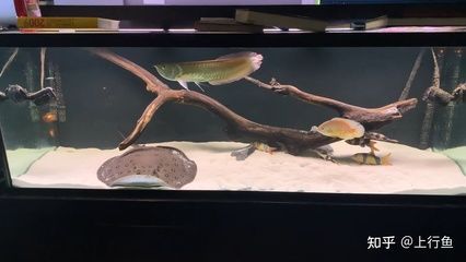 銀龍魚是底層魚嗎（銀龍魚不是底層魚而是中上層魚，而是中上層魚） 銀龍魚是底層魚嗎（銀龍魚不是底層魚而是中上層魚，而是中上層魚） 龍魚百科 第3張