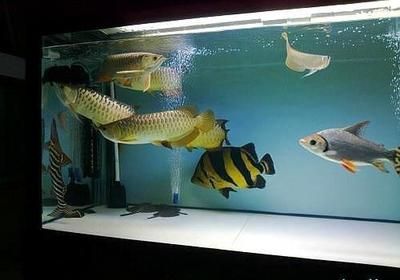 銀龍魚是底層魚嗎（銀龍魚不是底層魚而是中上層魚，而是中上層魚） 銀龍魚是底層魚嗎（銀龍魚不是底層魚而是中上層魚，而是中上層魚） 龍魚百科 第4張