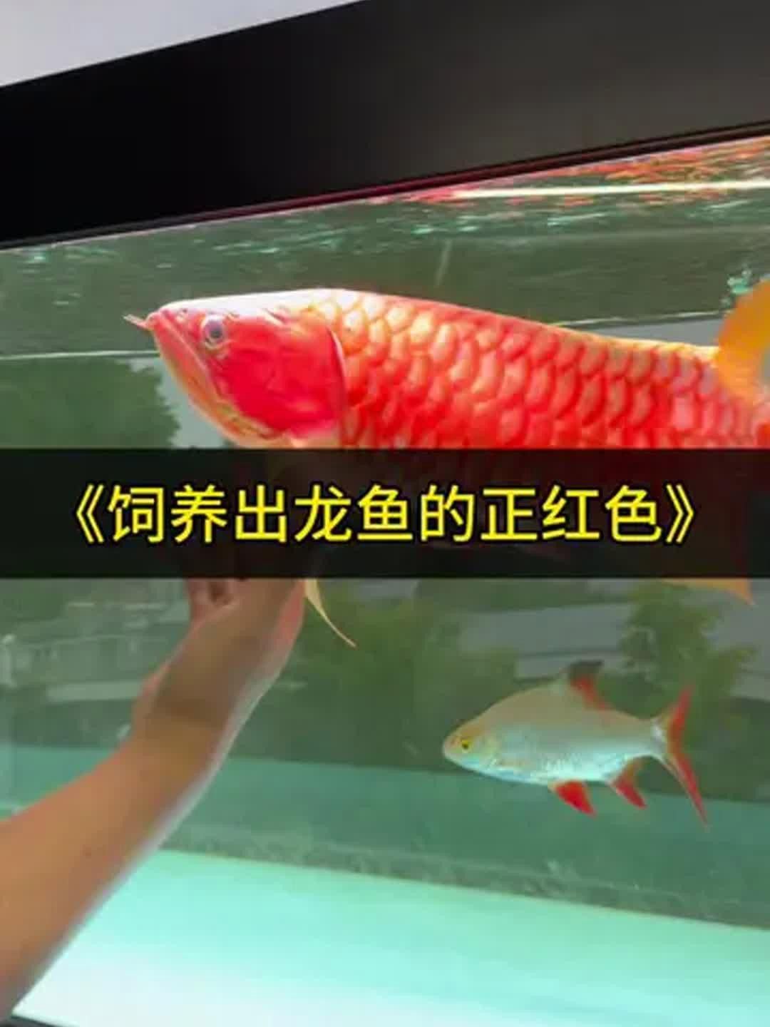 紅龍魚發(fā)色期如何喂養(yǎng)？