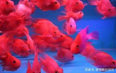鸚鵡魚混養時的飼料選擇：鸚鵡魚混養時的飼料選擇技巧