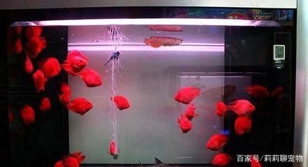 鸚鵡魚混養時的飼料選擇：鸚鵡魚混養時的飼料選擇技巧