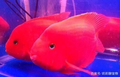 鸚鵡魚混養時的飼料選擇：鸚鵡魚混養時的飼料選擇技巧