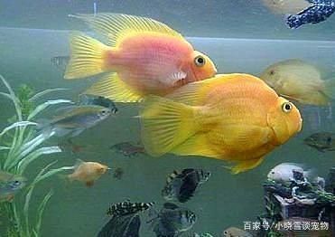 鸚鵡魚混養時的飼料選擇：鸚鵡魚混養時的飼料選擇技巧