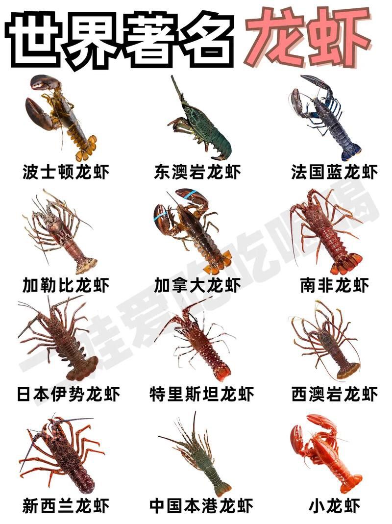 有沒有不同種類的龍蝦圖片? 龍魚百科 第5張 有沒有不同種類的龍蝦圖片? 有沒有不同種類的龍蝦圖片? 龍魚百科 第5張