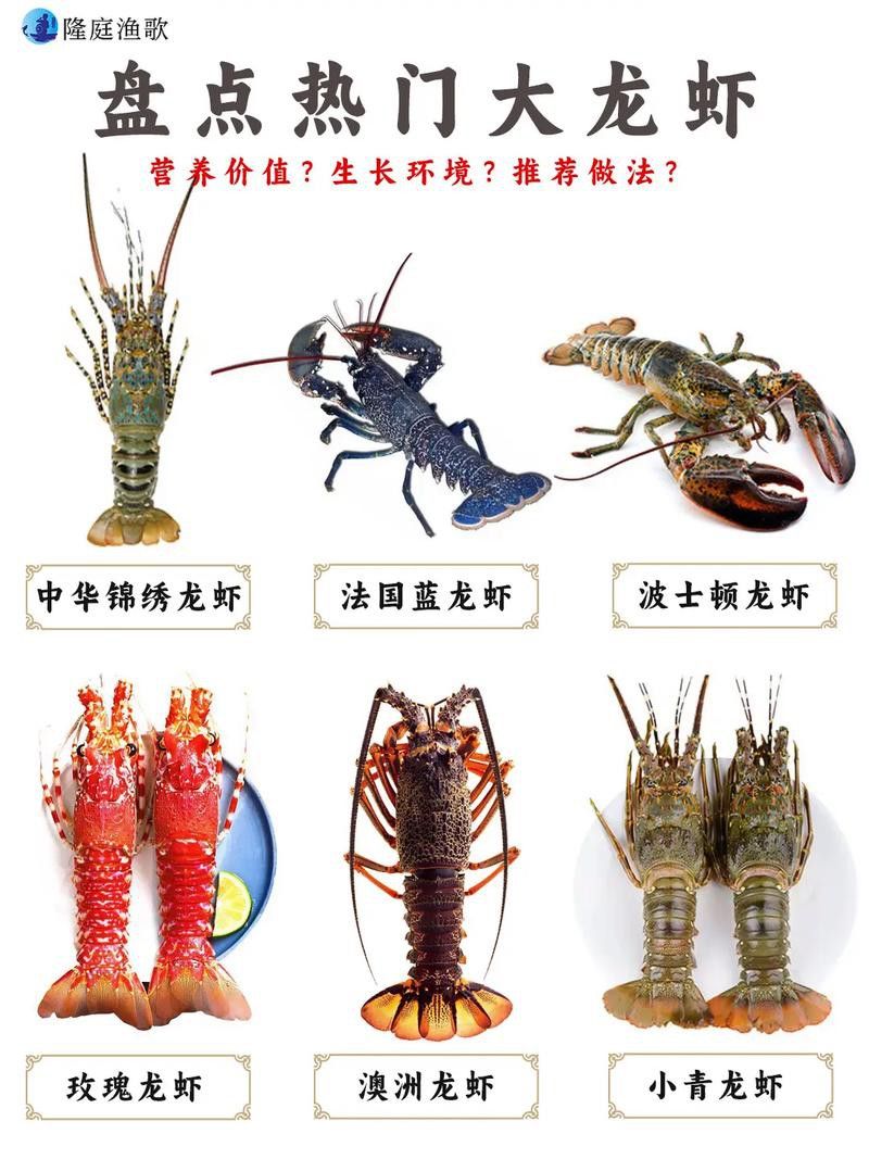 有沒有不同種類的龍蝦圖片? 龍魚百科 第6張 有沒有不同種類的龍蝦圖片? 有沒有不同種類的龍蝦圖片? 龍魚百科 第6張