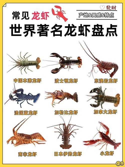 有沒有不同種類的龍蝦圖片? 龍魚百科 第7張 有沒有不同種類的龍蝦圖片? 有沒有不同種類的龍蝦圖片? 龍魚百科 第7張
