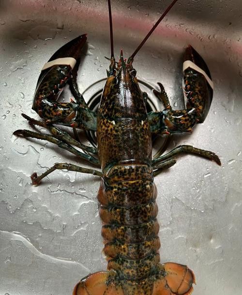 有沒有不同種類的龍蝦圖片? 龍魚百科 第8張 有沒有不同種類的龍蝦圖片? 有沒有不同種類的龍蝦圖片? 龍魚百科 第8張