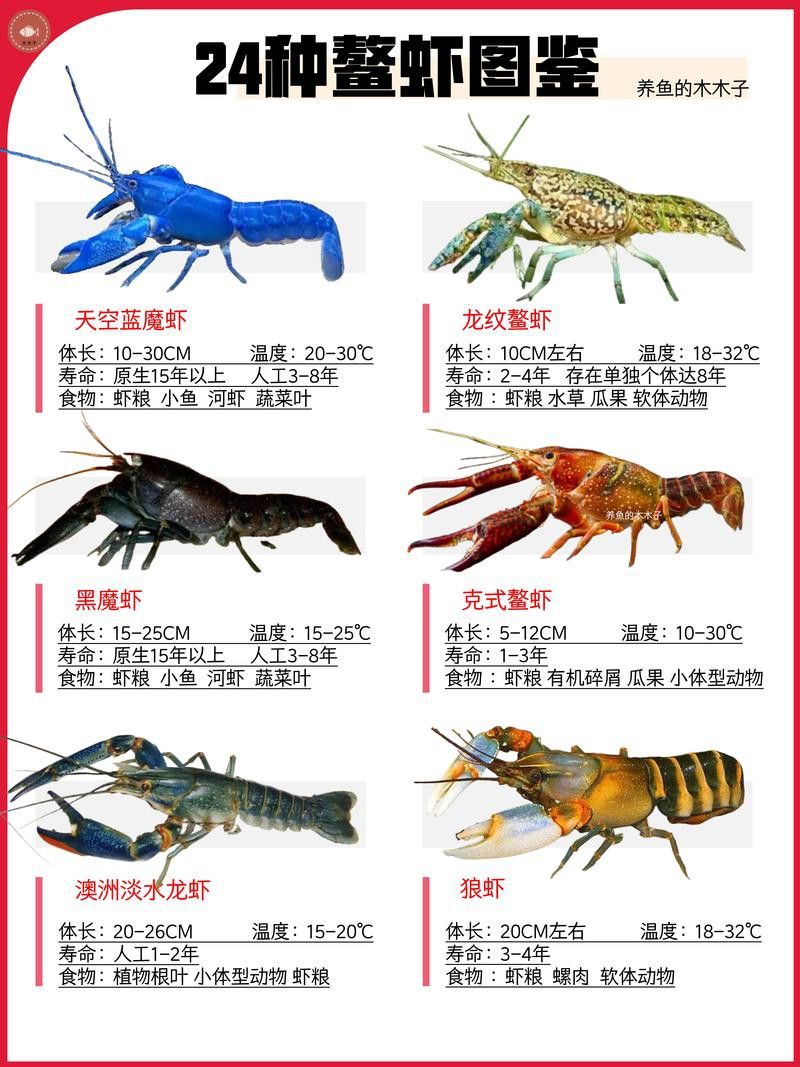 有沒有不同種類的龍蝦圖片? 龍魚百科 第11張 有沒有不同種類的龍蝦圖片? 有沒有不同種類的龍蝦圖片? 龍魚百科 第11張
