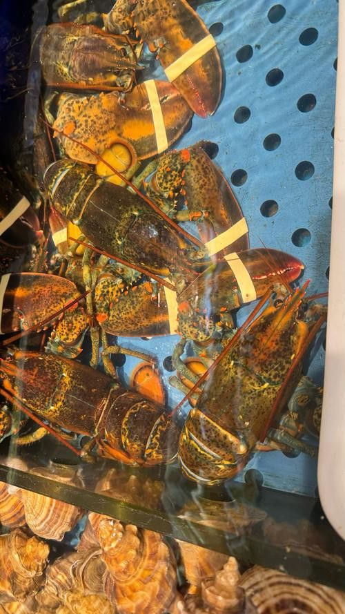 有沒有不同種類的龍蝦圖片? 龍魚百科 第16張 有沒有不同種類的龍蝦圖片? 有沒有不同種類的龍蝦圖片? 龍魚百科 第16張