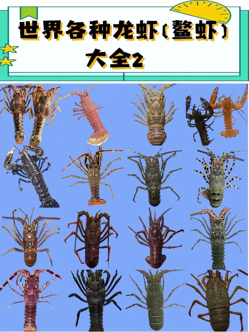 有沒有不同種類的龍蝦圖片? 龍魚百科 第20張 有沒有不同種類的龍蝦圖片? 有沒有不同種類的龍蝦圖片? 龍魚百科 第20張