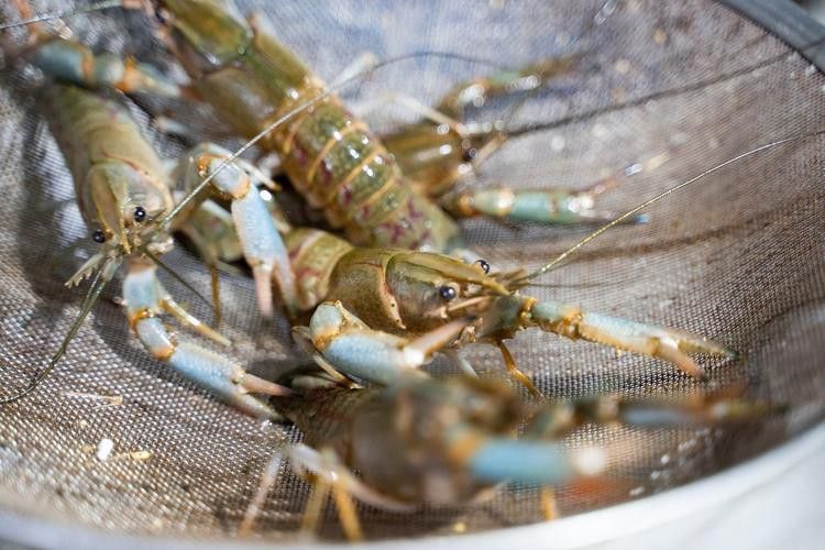 有沒有不同種類的龍蝦圖片？ 有沒有不同種類的龍蝦圖片？ 龍魚百科 第26張