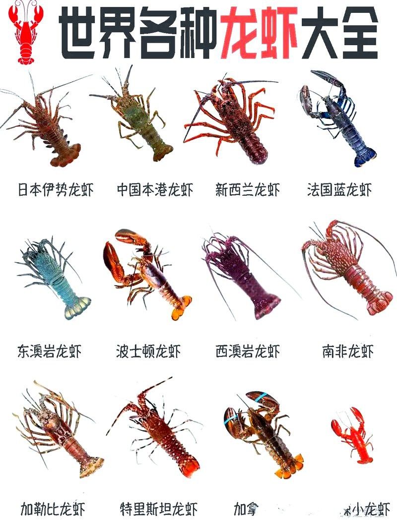 有沒有不同種類的龍蝦圖片？ 有沒有不同種類的龍蝦圖片？ 龍魚百科 第29張