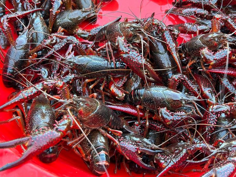 有沒有不同種類的龍蝦圖片？ 有沒有不同種類的龍蝦圖片？ 龍魚百科 第30張